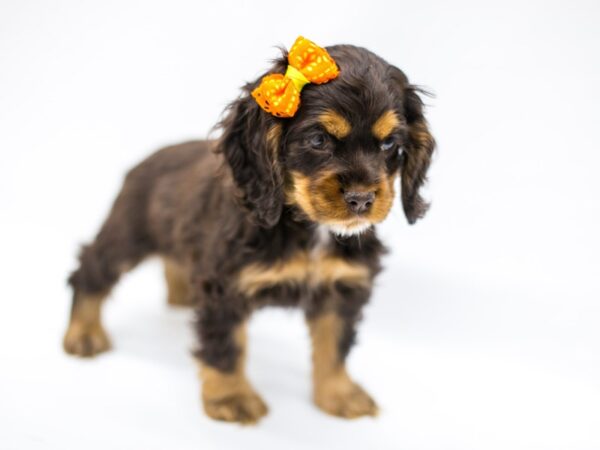 Cocker Spaniel DOG Female Chocolate &Tan 14643 Petland Wichita, Kansas