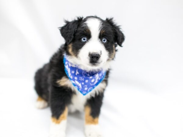 Miniature Australian Shepherd DOG Male Black Tri 14644 Petland Wichita, Kansas