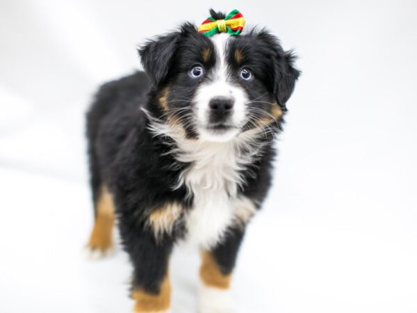 Miniature Australian Shepherd DOG Female Black Tri 14645 Petland Wichita, Kansas