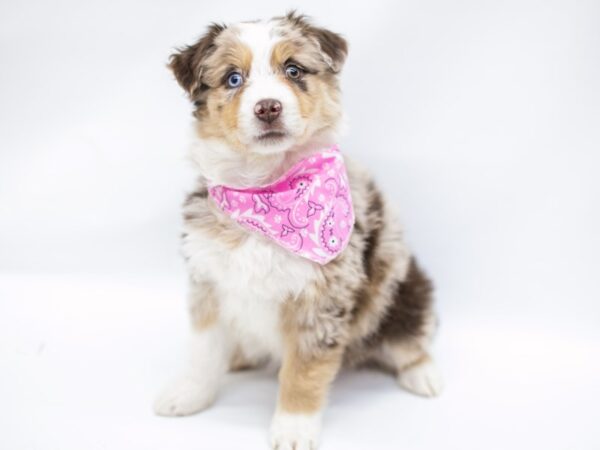 Miniature Australian Shepherd DOG Female Red Merle 14646 Petland Wichita, Kansas