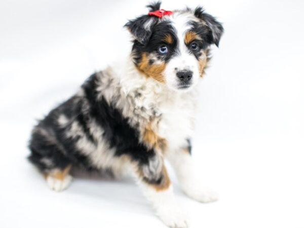 Miniature Australian Shepherd DOG Female Blue Merle 14647 Petland Wichita, Kansas