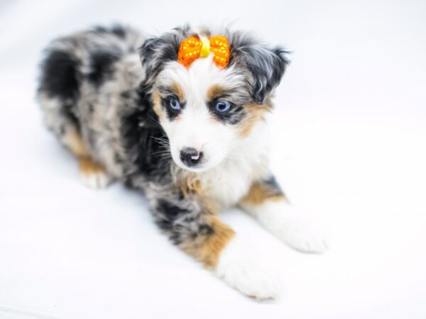 Miniature Australian Shepherd-DOG-Female-Blue Merle-14648-Petland Wichita, Kansas