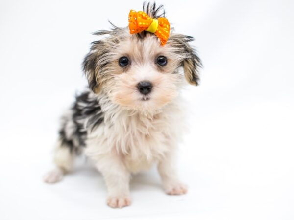 Morkie-DOG-Male-Tri Parti-14649-Petland Wichita, Kansas