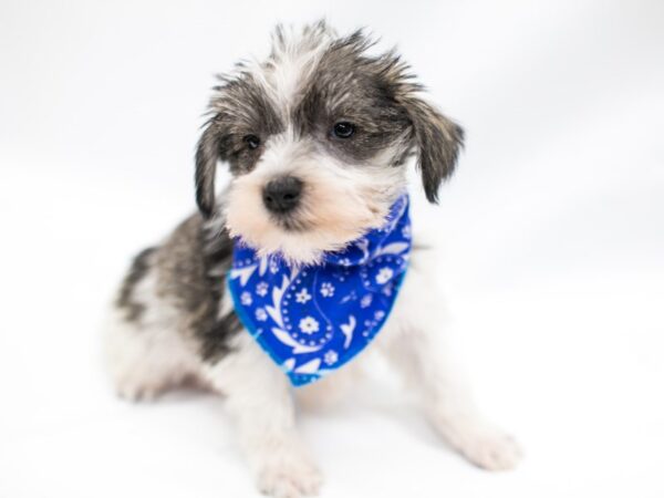 Miniature Schnauzer DOG Male Salt & Pepper Parti 14650 Petland Wichita, Kansas