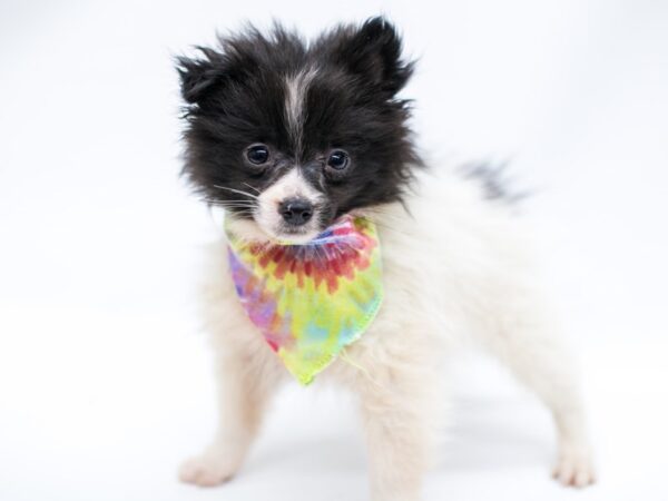 Pomeranian DOG Male Black & White 14651 Petland Wichita, Kansas