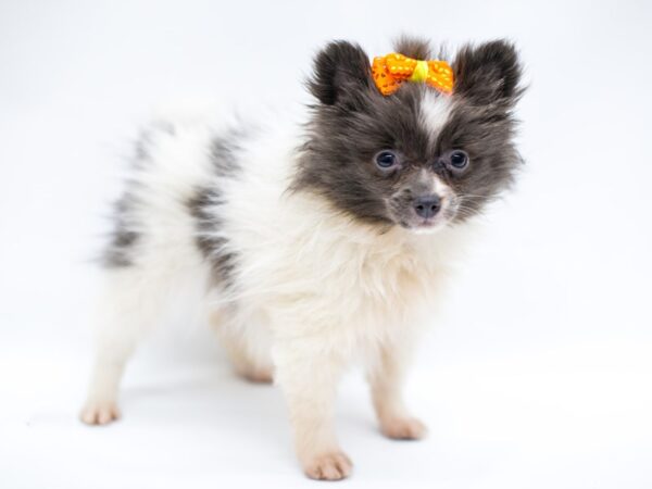 Pomeranian DOG Female Blue & White 14652 Petland Wichita, Kansas