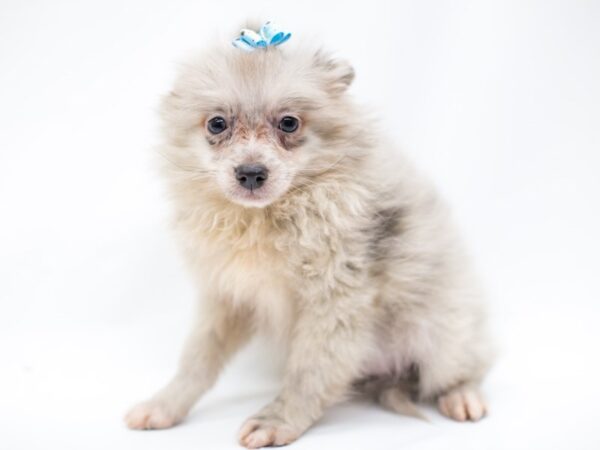 Pomeranian DOG Female Blue Merle 14653 Petland Wichita, Kansas