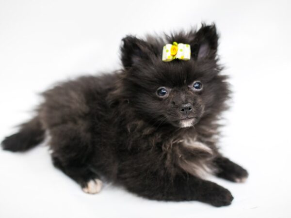 Pomeranian-DOG-Female-Black-14654-Petland Wichita, Kansas