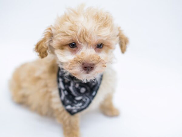 Toy Poodle DOG Male Red 14655 Petland Wichita, Kansas