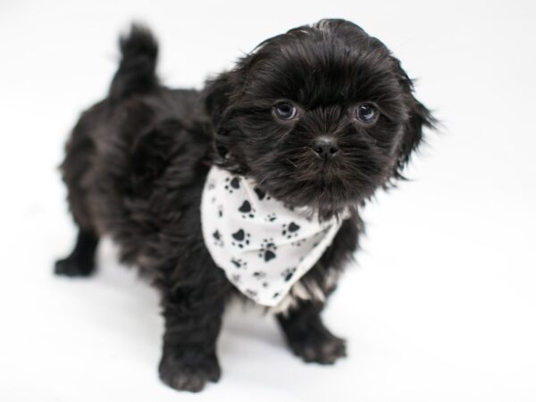 Shih Tzu-DOG-Male-Black-14656-Petland Wichita, Kansas