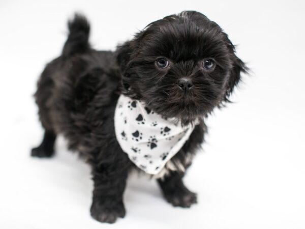 Shih Tzu DOG Male Black 14656 Petland Wichita, Kansas