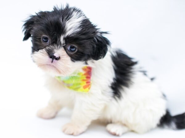 Shih Tzu-DOG-Male-Black & White-14657-Petland Wichita, Kansas