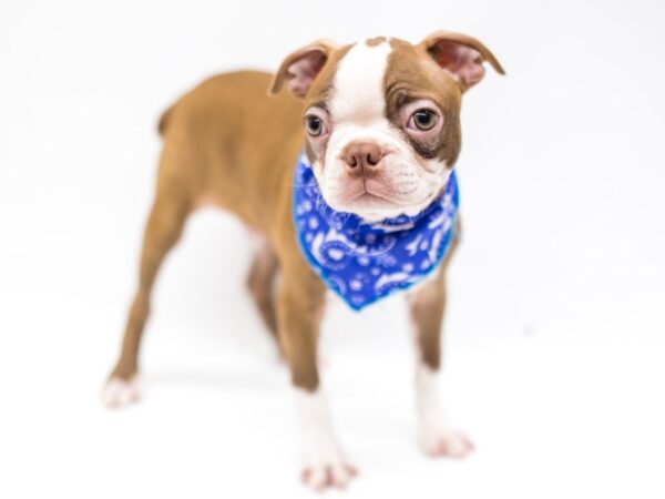 Boston Terrier DOG Male Red & White 14660 Petland Wichita, Kansas