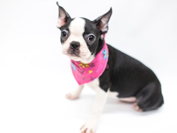 Boston Terrier DOG Female Black & White 14661 Petland Wichita, Kansas