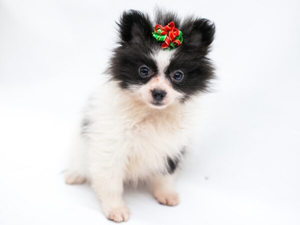 Pomeranian-DOG-Female-Black & White-14662-Petland Wichita, Kansas