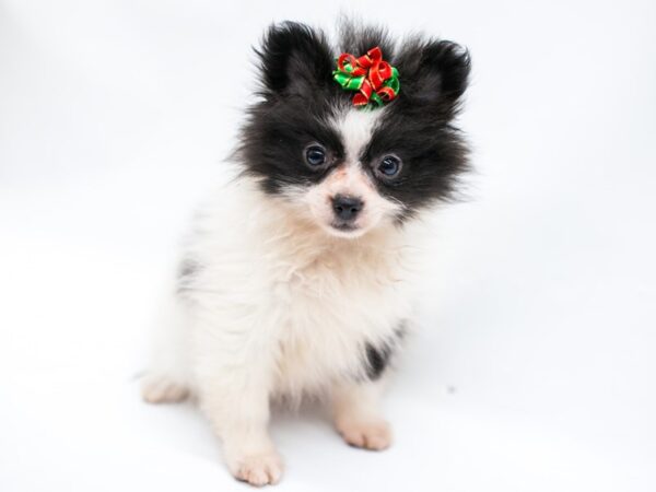 Pomeranian DOG Female Black & White 14662 Petland Wichita, Kansas