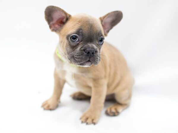 French Bulldog DOG Male Blue Fawn 14663 Petland Wichita, Kansas