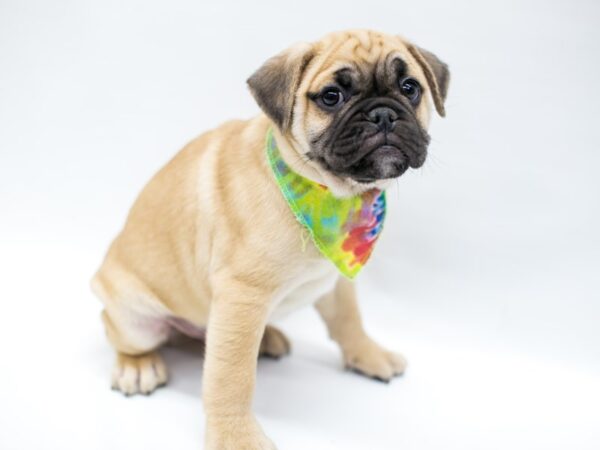 Miniature Bulldog-DOG-Male-Fawn-14680-Petland Wichita, Kansas