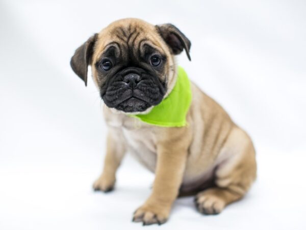 Miniature Bulldog-DOG-Male-Fawn-14679-Petland Wichita, Kansas