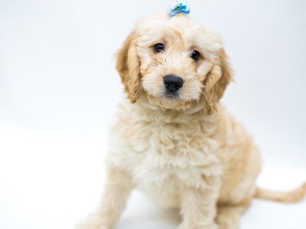 Miniature Goldendoodle DOG Female Golden 14678 Petland Wichita, Kansas