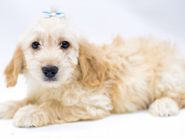 Miniature Goldendoodle DOG Female Golden 14677 Petland Wichita, Kansas