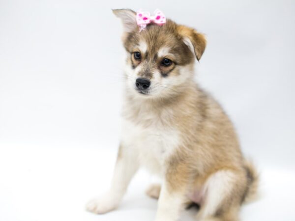 Pomsky DOG Female Grey & White 14676 Petland Wichita, Kansas