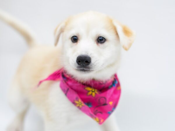 Pomsky-DOG-Female-Red & White-14675-Petland Wichita, Kansas