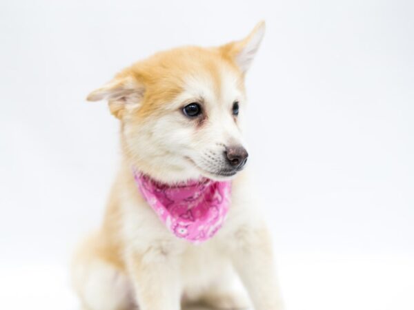 Pomsky DOG Female Red & White 14674 Petland Wichita, Kansas