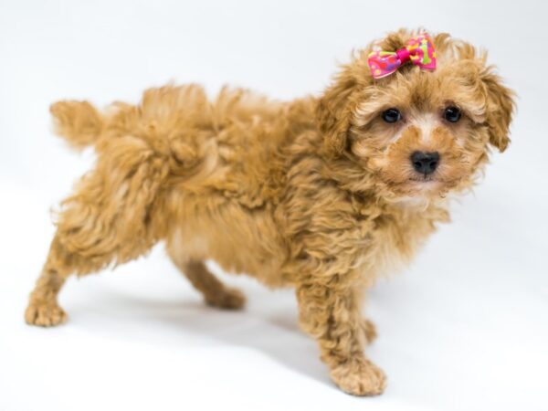 Toy Poodle DOG Female Red 14673 Petland Wichita, Kansas