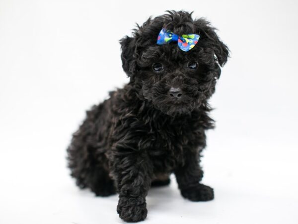 Toy Poodle-DOG-Male-Black-14672-Petland Wichita, Kansas