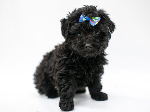 Toy Poodle DOG Male Black 14672 Petland Wichita, Kansas