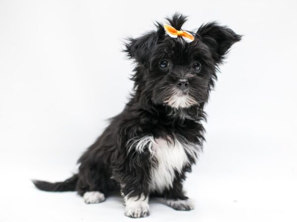 Yorkie Poo DOG Female Black & White 14671 Petland Wichita, Kansas