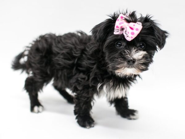 Yorkie Poo DOG Female Black & White 14670 Petland Wichita, Kansas