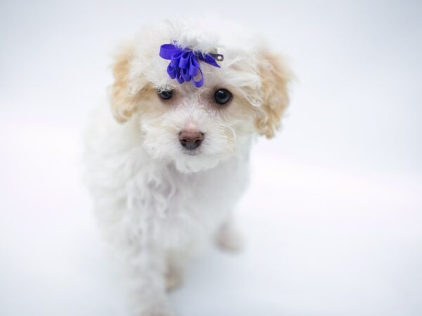 Malti Poo DOG Female White & Cream 14669 Petland Wichita, Kansas