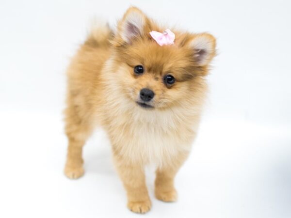 Pomeranian DOG Female Red 14668 Petland Wichita, Kansas