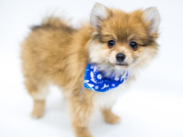 Pomeranian DOG Male Red 14667 Petland Wichita, Kansas