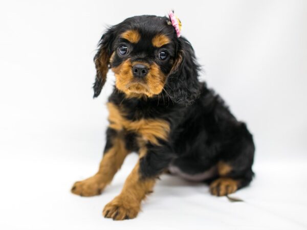 Cavalier King Charles Spaniel DOG Female Black & Tan 14666 Petland Wichita, Kansas