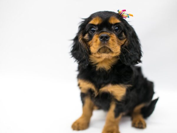 Cavalier King Charles Spaniel DOG Female Black & Tan 14665 Petland Wichita, Kansas