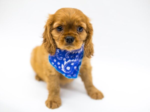 Cavalier King Charles Spaniel DOG Male Ruby 14664 Petland Wichita, Kansas