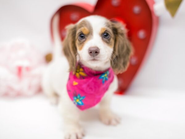 Miniature Dachshund DOG Female Isabella Pibald 14722 Petland Wichita, Kansas