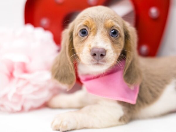 Miniature Dachshund-DOG-Female-Isabella Tri-14721-Petland Wichita, Kansas