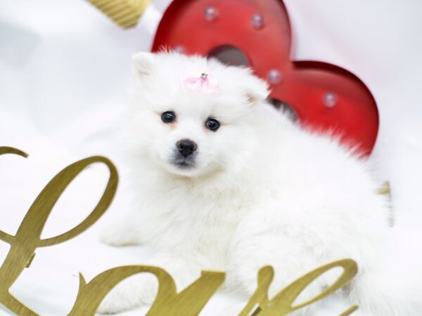 Miniature American Eskimo DOG Female White 14720 Petland Wichita, Kansas