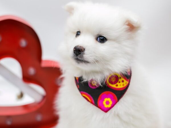 Miniature American Eskimo DOG Male White 14719 Petland Wichita, Kansas