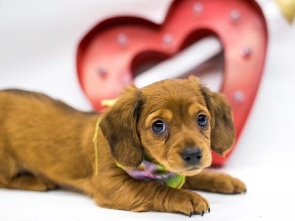 Miniature Dachshund-DOG-Male-Long Hair Red Wild Boar-14718-Petland Wichita, Kansas