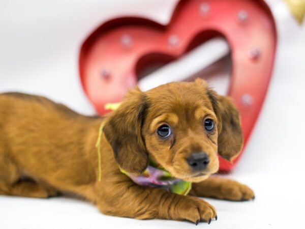 Miniature Dachshund DOG Male Long Hair Red Wild Boar 14718 Petland Wichita, Kansas