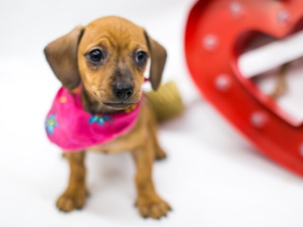 Miniature Dachshund DOG Female Smooth Coat Red Wild Boar 14717 Petland Wichita, Kansas