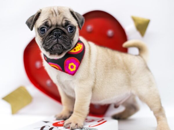 Pug-DOG-Male-Fawn w Black Mask-14716-Petland Wichita, Kansas