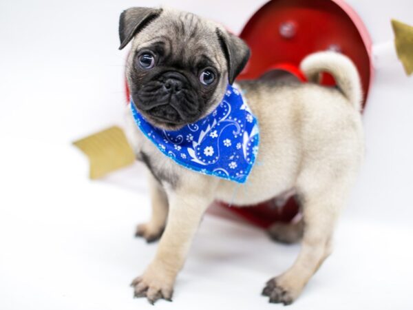 Pug DOG Male Fawn w Black Mask 14715 Petland Wichita, Kansas