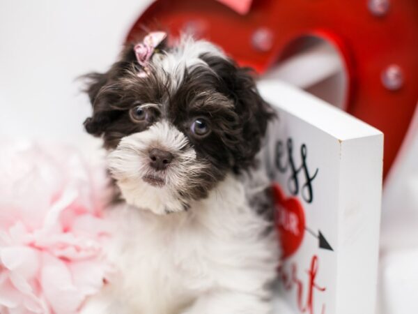 Shih Poo DOG Female Chocolate & White 14714 Petland Wichita, Kansas