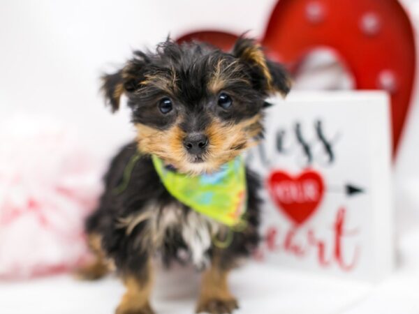 Yorkshire Terrier DOG Male Black & Gold 14713 Petland Wichita, Kansas